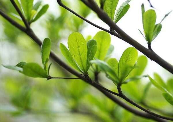 Cây bàng đài loan