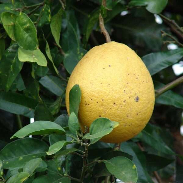 Cây bưởi (cây bòng)