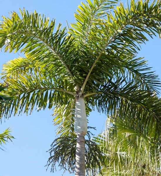 cây cau đuôi chồn