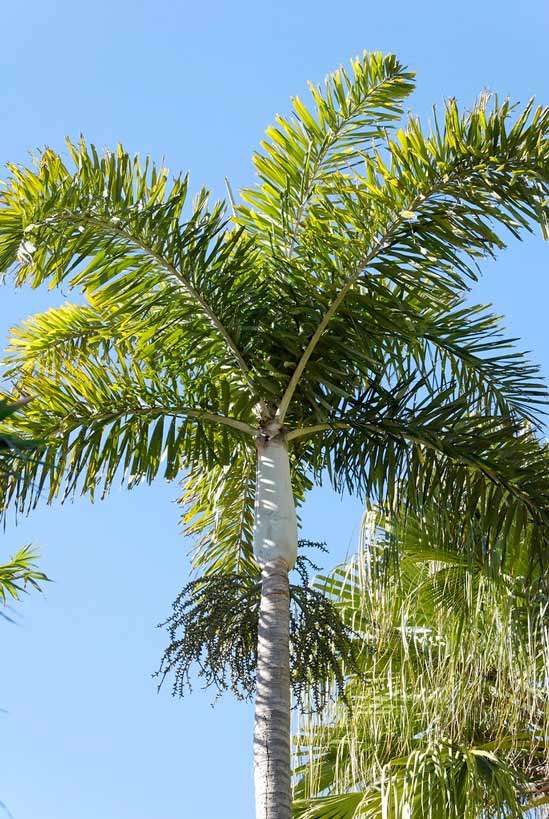 cây cau đuôi chồn