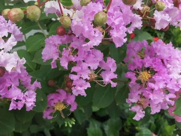 Cây bằng lăng tím (Cây bằng lăng nước)