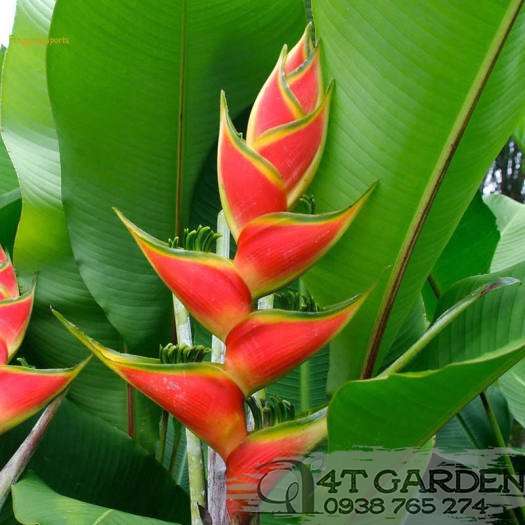 Cây chuối đuôi cá