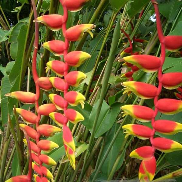 Cây chuối pháo (chuối tràng pháo)