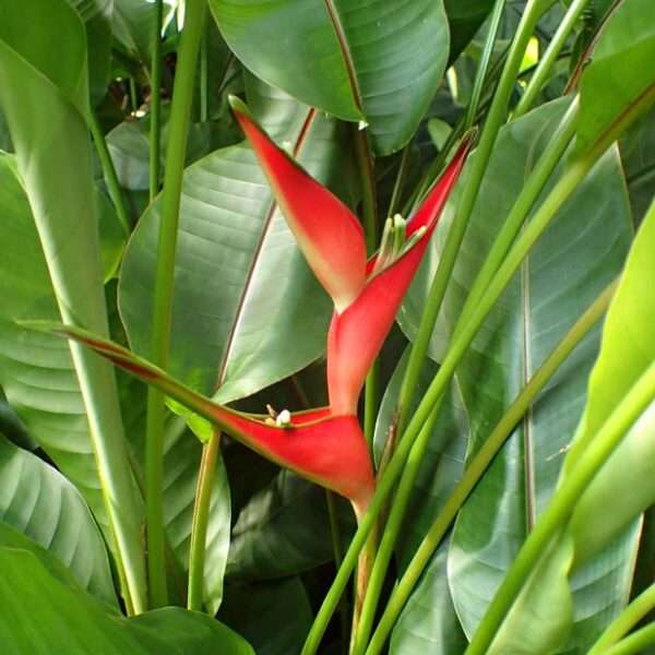 Cây chuối phượng hoàng