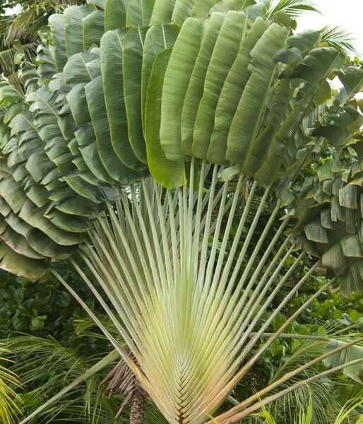 Cây chuối rẻ quạt
