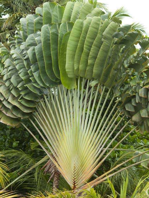 Cây chuối rẻ quạt