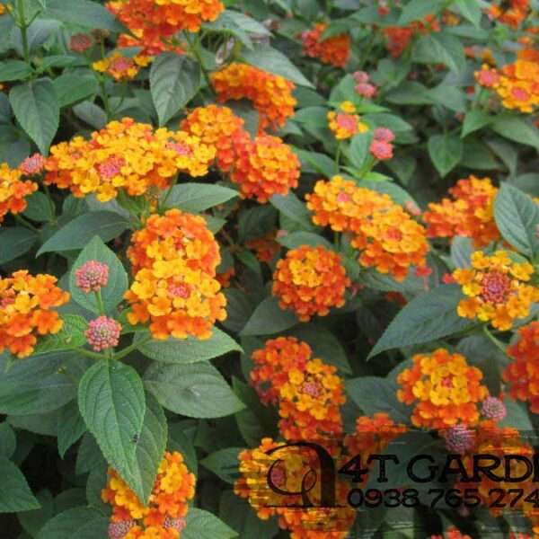 Cây cúc ngũ sắc