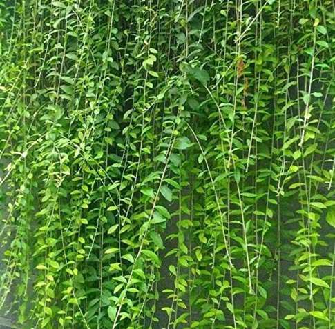 Cây cúc tần ấn độ