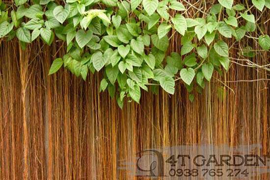 Cây dây tơ hồng thái