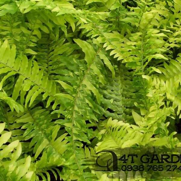 Cây dương xỉ lá me