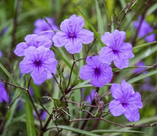 Cây hoa chiều tím (Cỏ nổ thân cao)