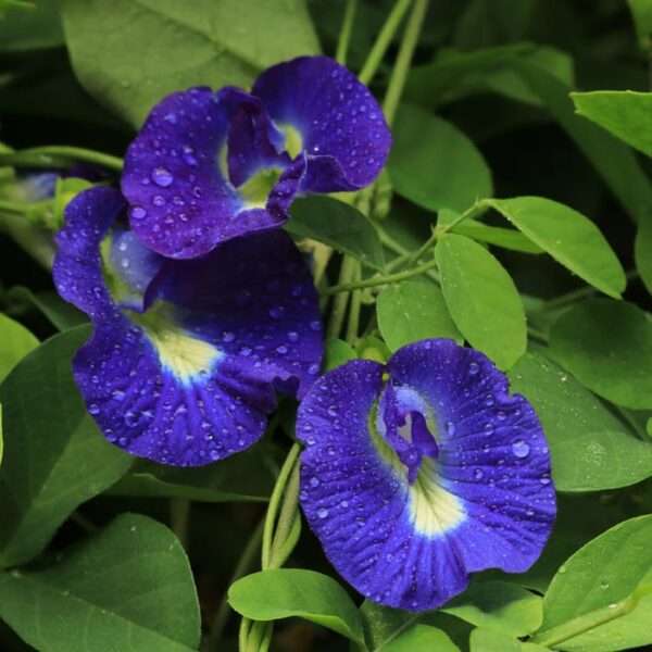 Cây hoa đậu biếc