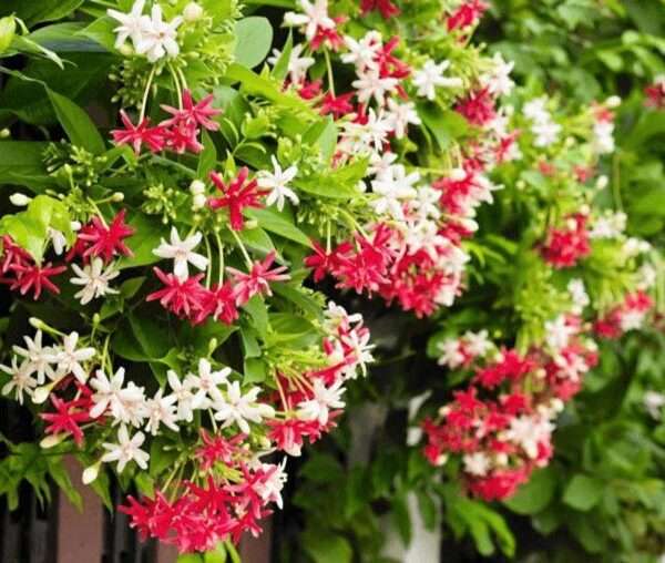 Cây hoa sử quân tử (Cây trang leo)