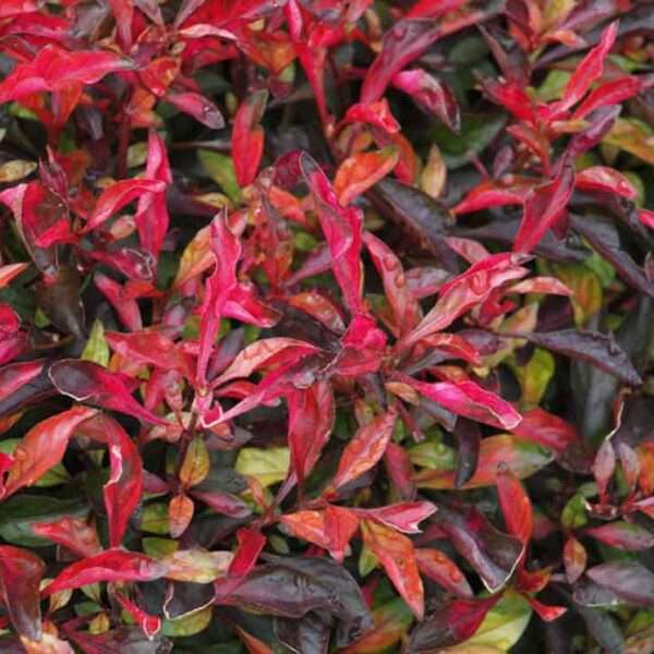 Cây kỉ đỏ (Cây dền cảnh)