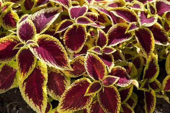 Cây lá gấm (Cây tía tô cảnh)