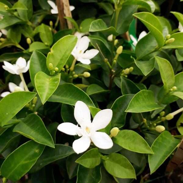 Cây mai chỉ thiên