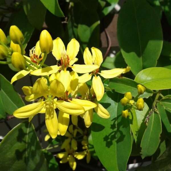 Cây mai hoàng yến