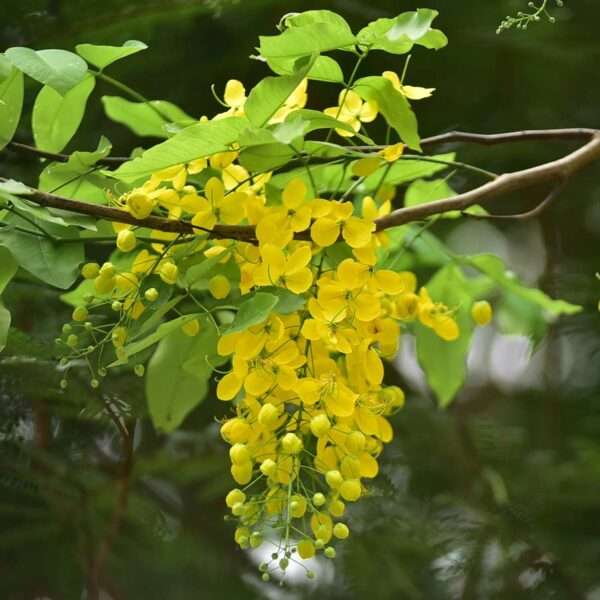 Cây muồng hoàng yến (bò cạp vàng, osaka vàng)