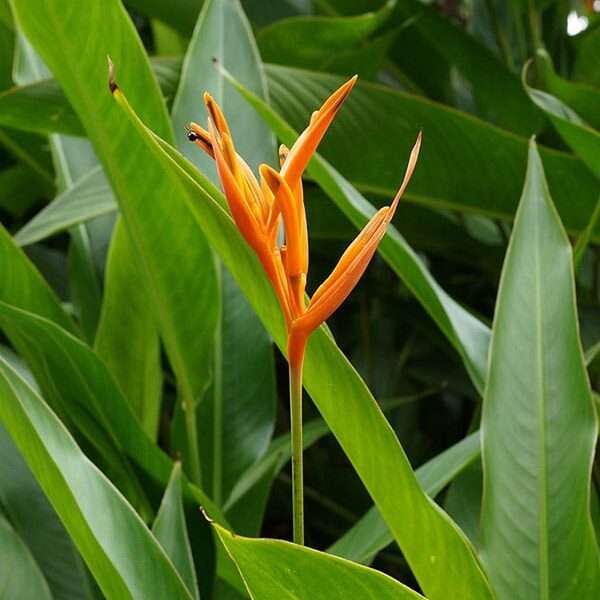 Cây chuối mỏ két (Cây hoa thiên điểu)