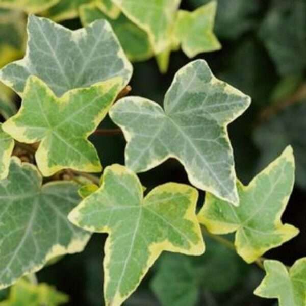 Cây thường xuân