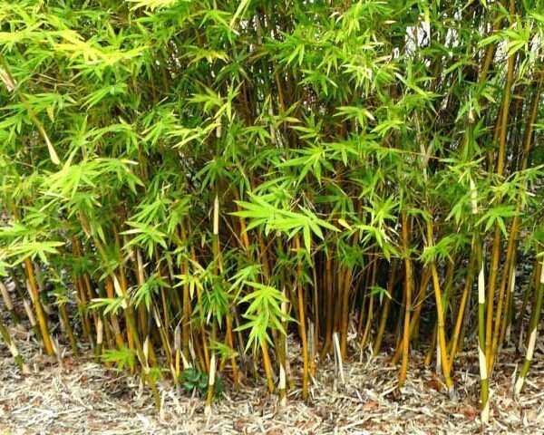 Cây trúc quân tử