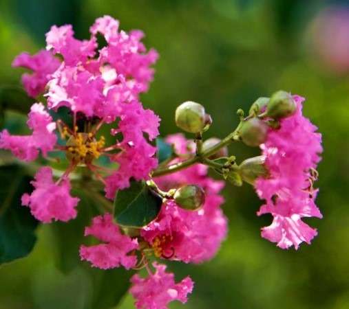 Cây tường vi hồng