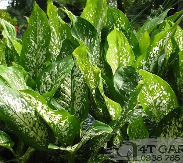 Cây vạn niên thanh