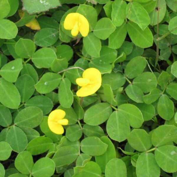 Cỏ đậu phộng (Cỏ lạc)