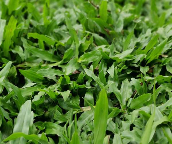 Cỏ lá gừng (Cỏ lá tre)