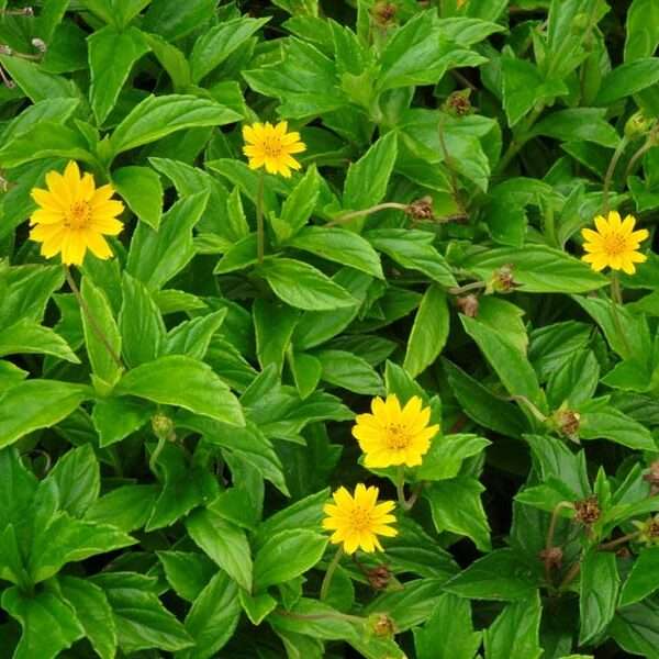 Cỏ xuyến chi (Cỏ mặt trời)