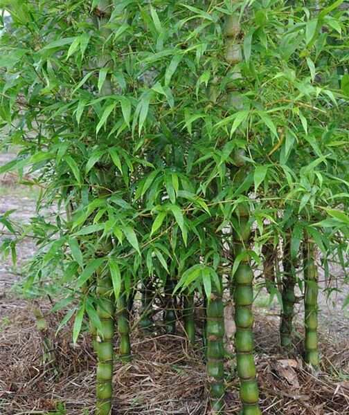 Cây trúc đùi gà (Trúc bụng phật)