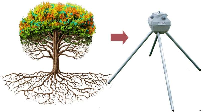 Móng kim cương hoạt động như một rễ cây